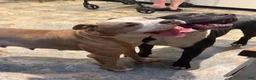 American Bully dogs for sale: American Bully 4.   (Nebula) - Ad 13
