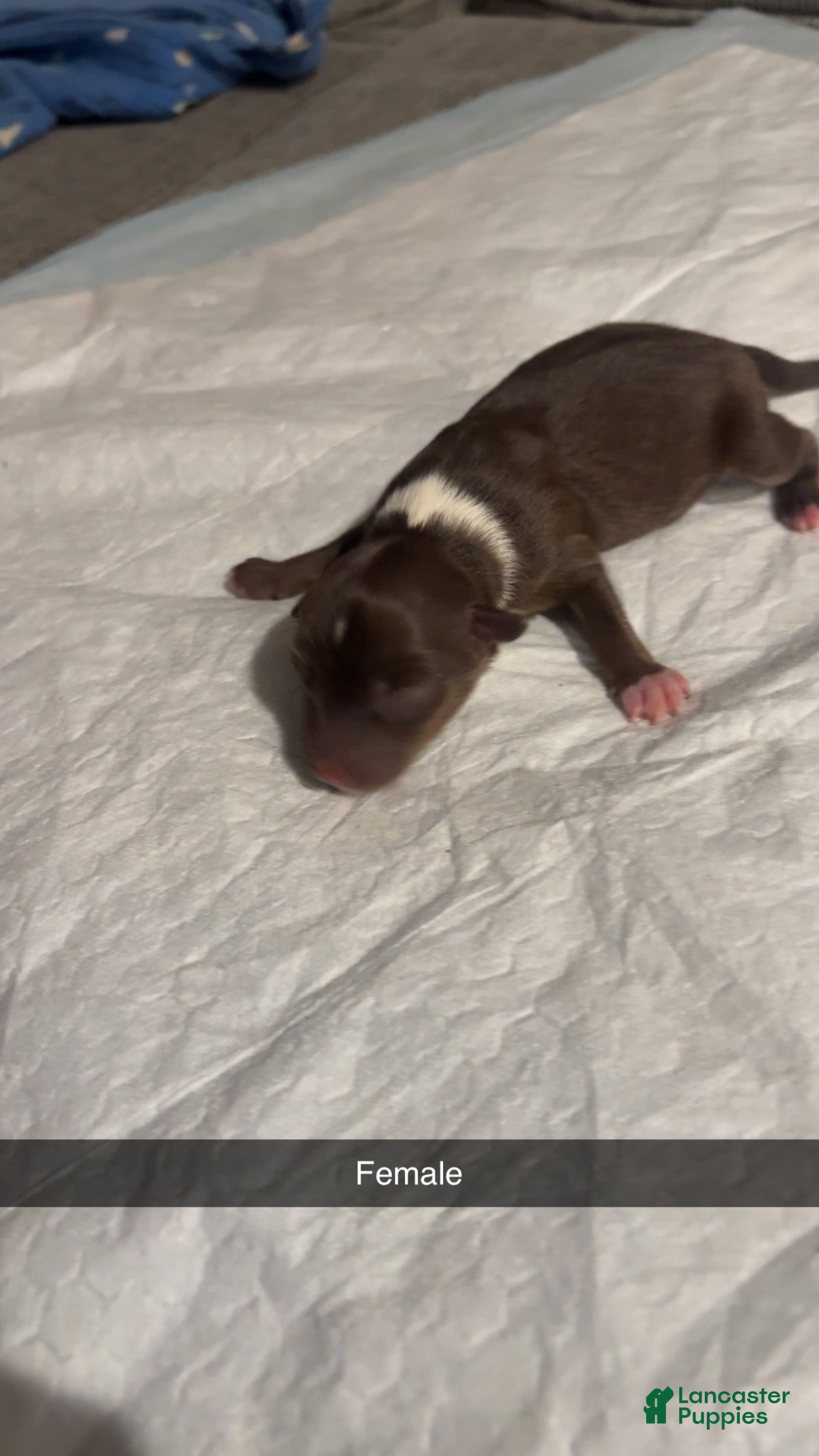 Miniature Australian Shepherd dogs Miniature Australian Shepherd Puppy 5 - Ad 9