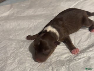 Miniature Australian Shepherd dogs Miniature Australian Shepherd Puppy 5 - Ad 11