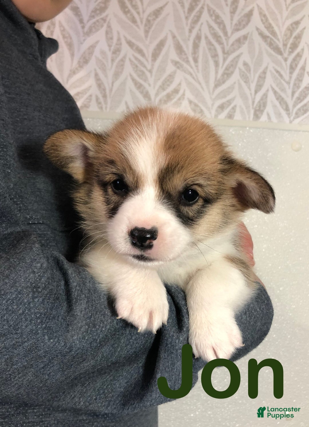 Welsh Corgi Pembroke dogs for sale: Jon - Ad 7