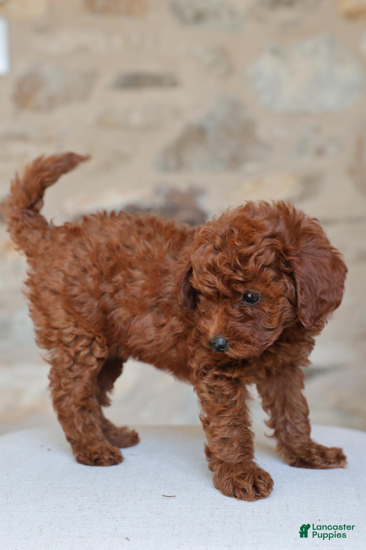 Toy Poodle dogs for sale: Addalice - Ad 3