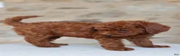 Toy Poodle dogs for sale: Addalice - Ad 1