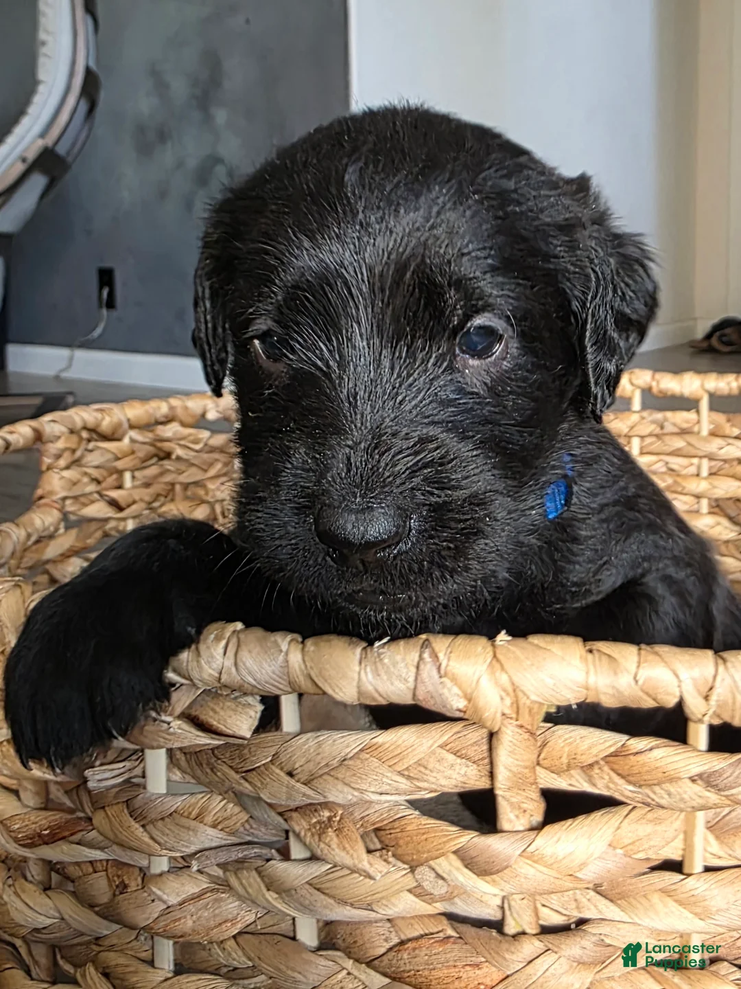 Labradoodle dogs for sale: Lulu - Ad 1