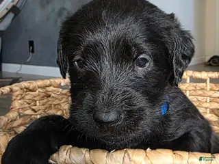 Labradoodle dogs Lulu - Ad 2