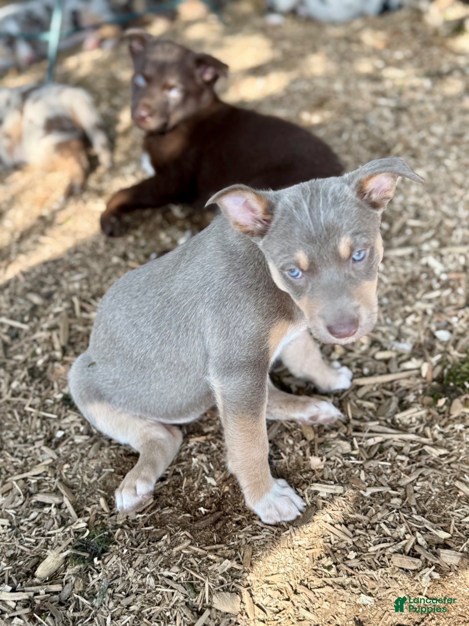 Mixed Breed dogs Australian Kelpie Fawn/Tan male  - Ad 2
