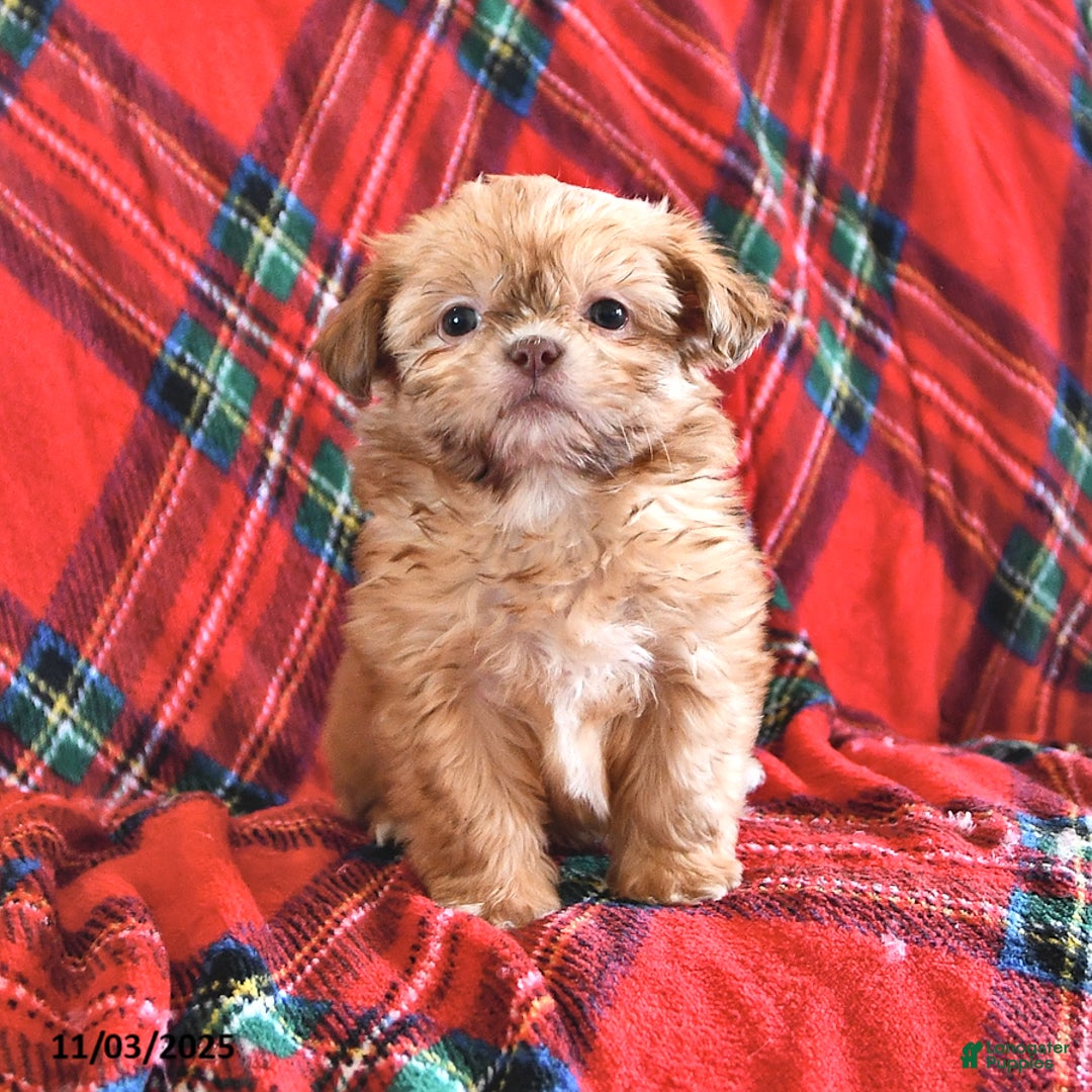 Teddy Bear dogs for sale: Ricky   - Ad 4