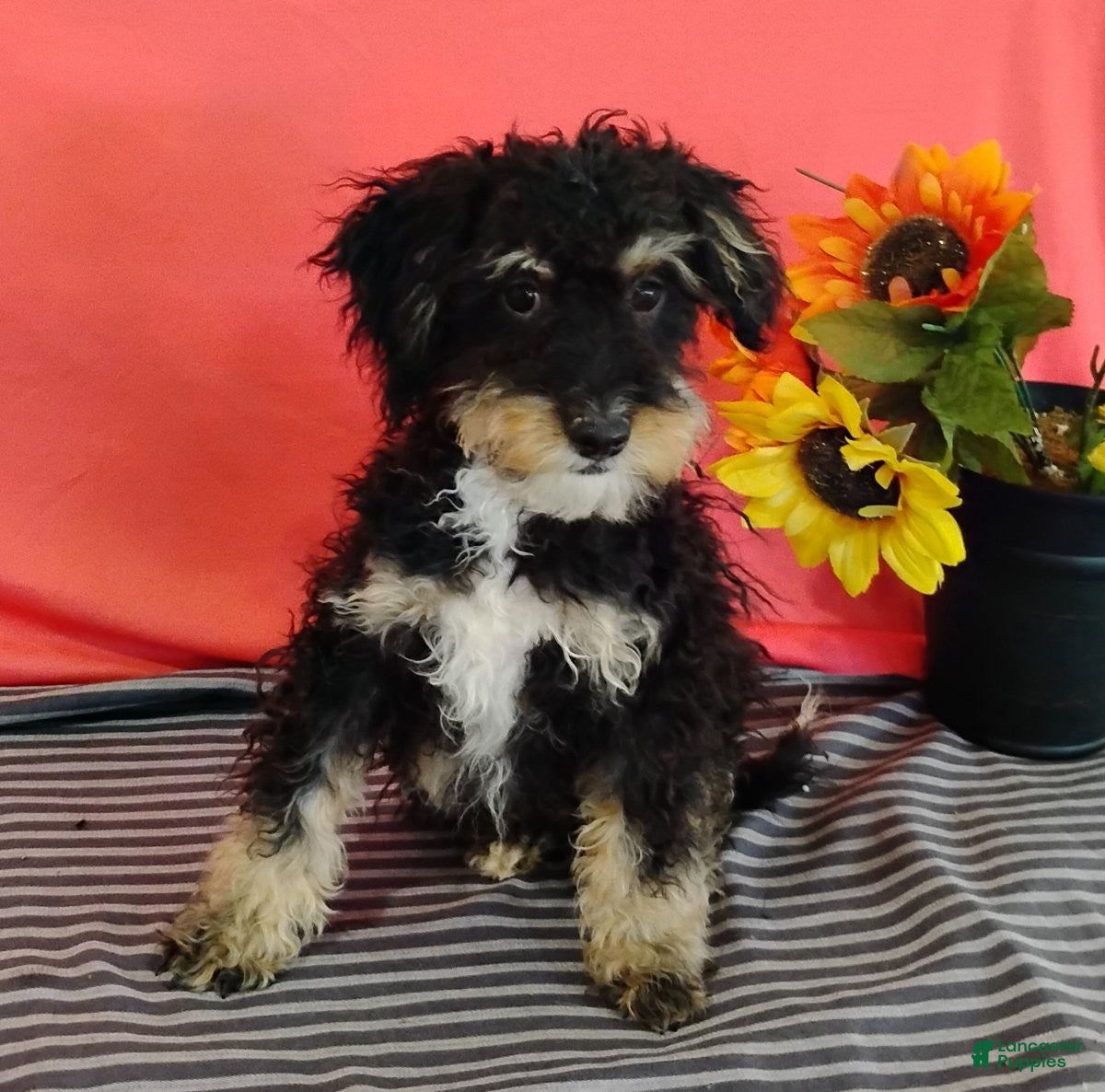 Mini Bernedoodle dogs Phantom - Ad 2