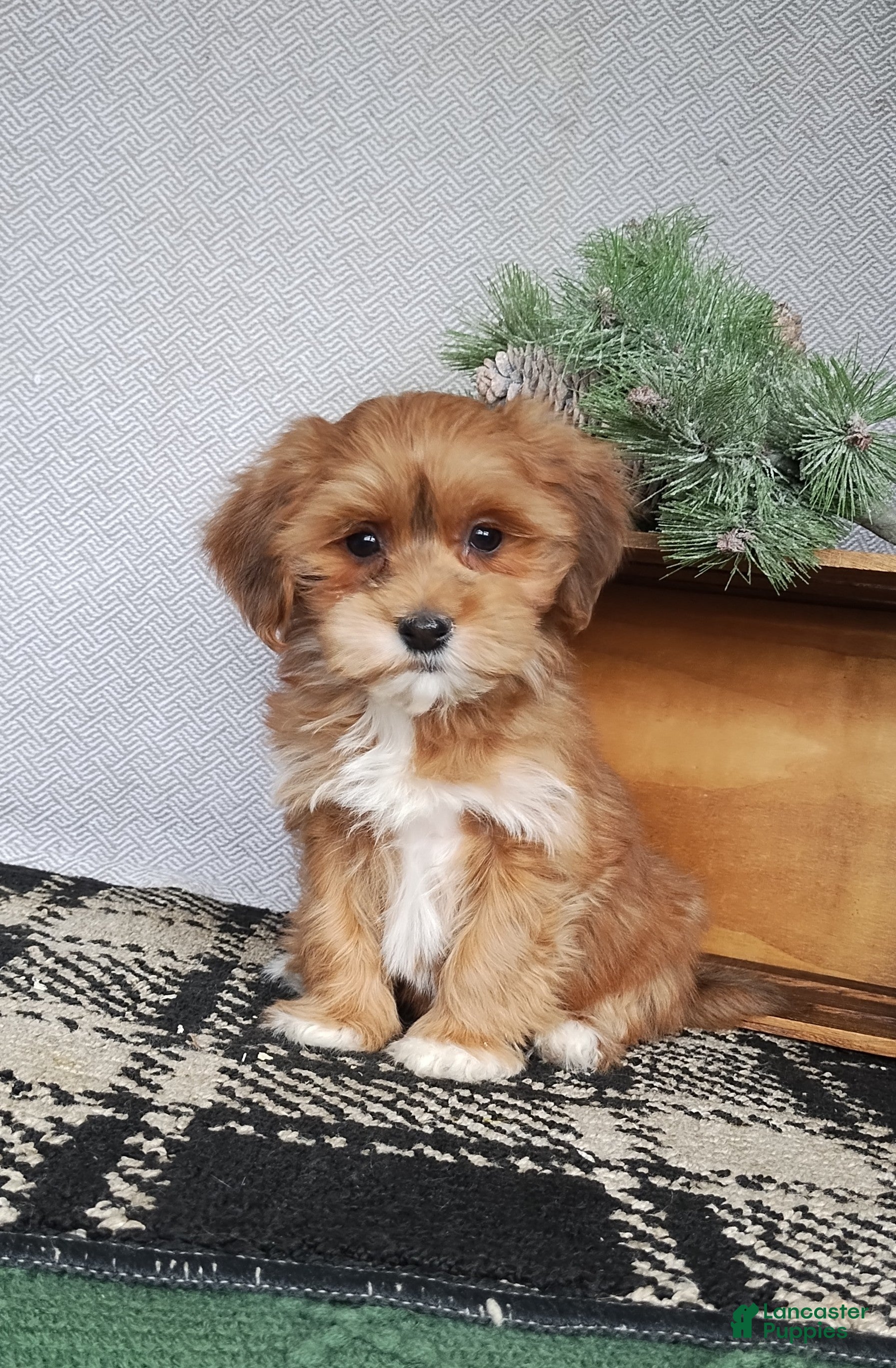 Havanese dogs for sale: Acorn  - Ad 1