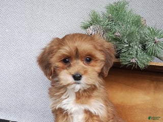 Havanese dogs Acorn - Ad 34