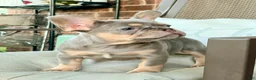 French Bulldog dogs for sale: BUCK  - Ad 3