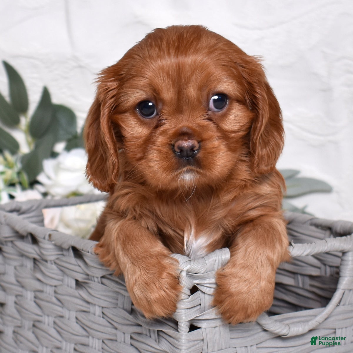 Cavalier King Charles Spaniel dogs Kenzie  - Ad 40