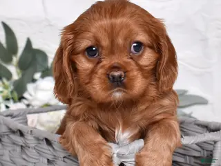Cavalier King Charles Spaniel dogs Kenzie - Ad 40