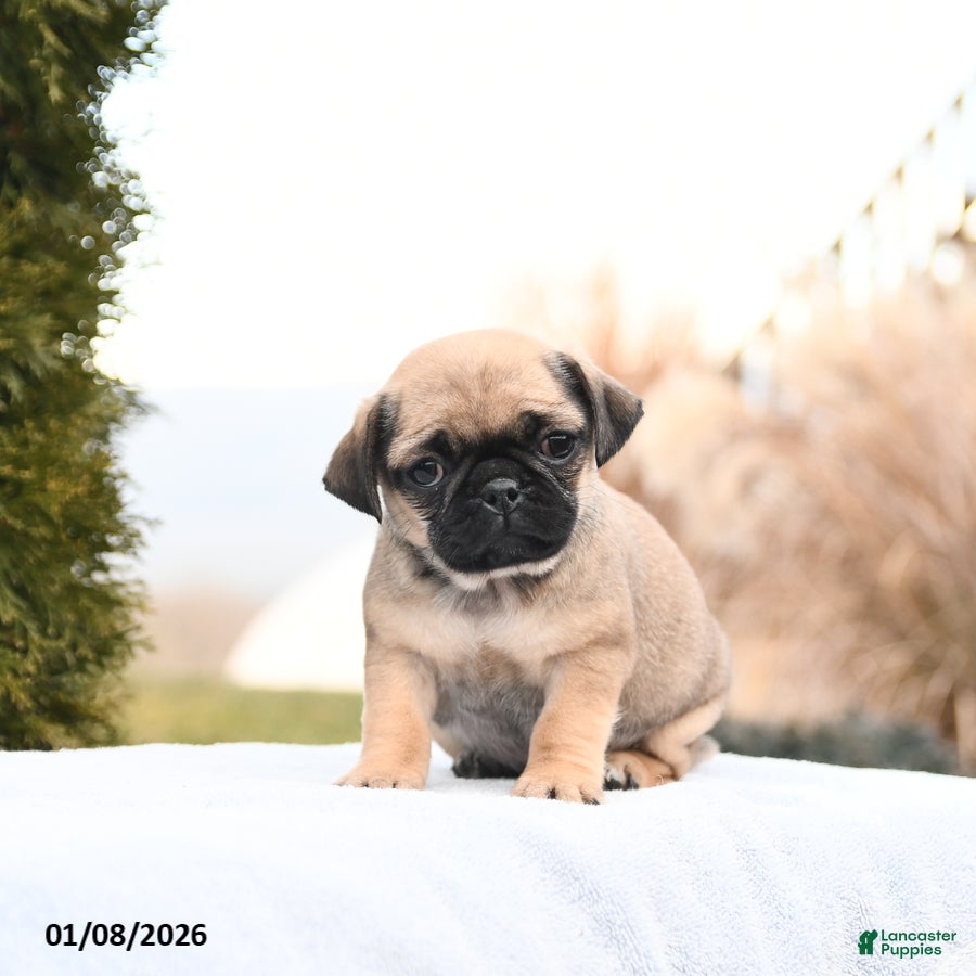 Mixed Breed dogs Marilyn - Ad 23