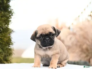 Mixed Breed dogs Marilyn - Ad 11