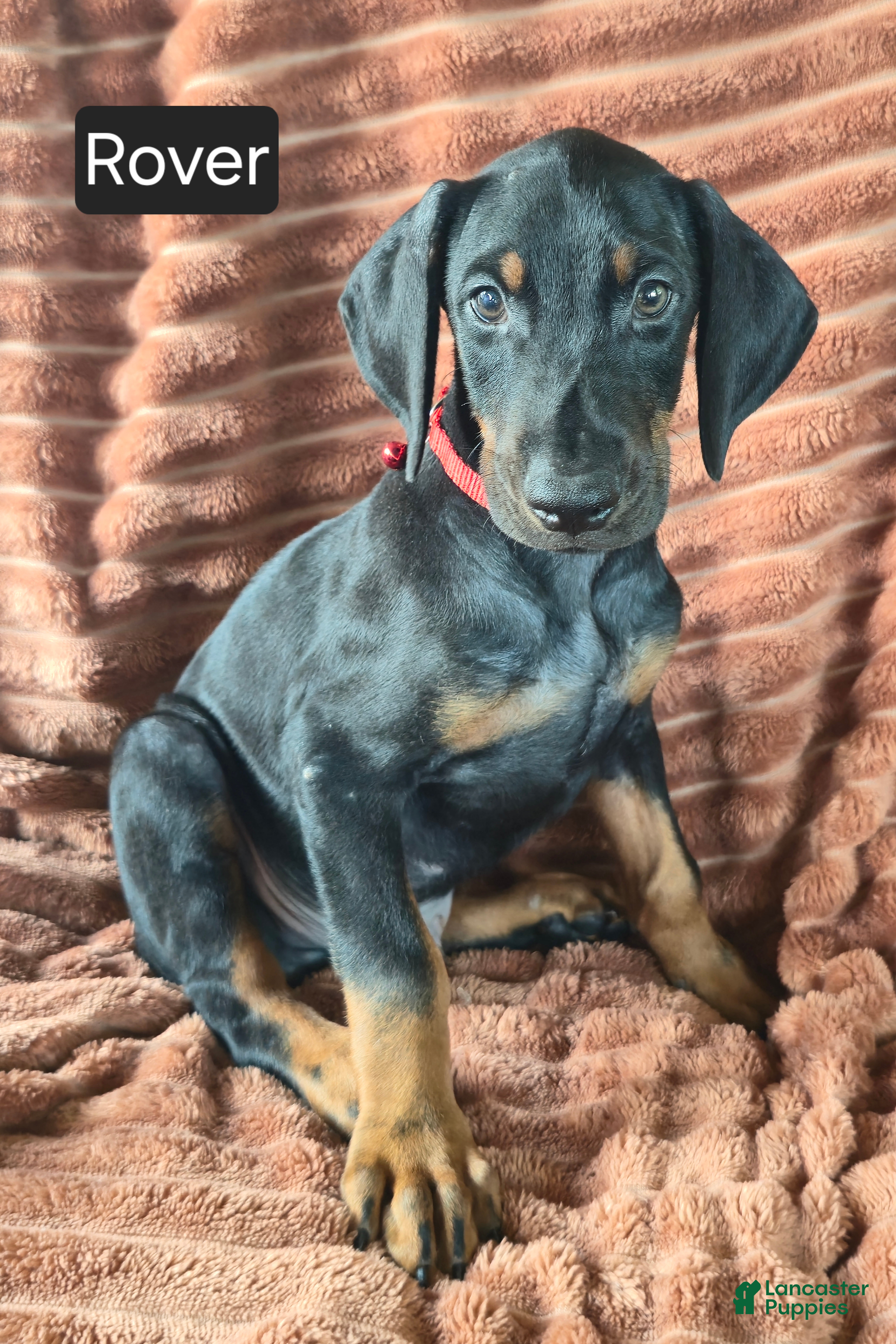 Doberman Pinscher dogs Rover - Ad 1