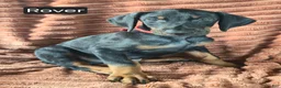 Doberman Pinscher dogs for sale: Rover - Ad 1