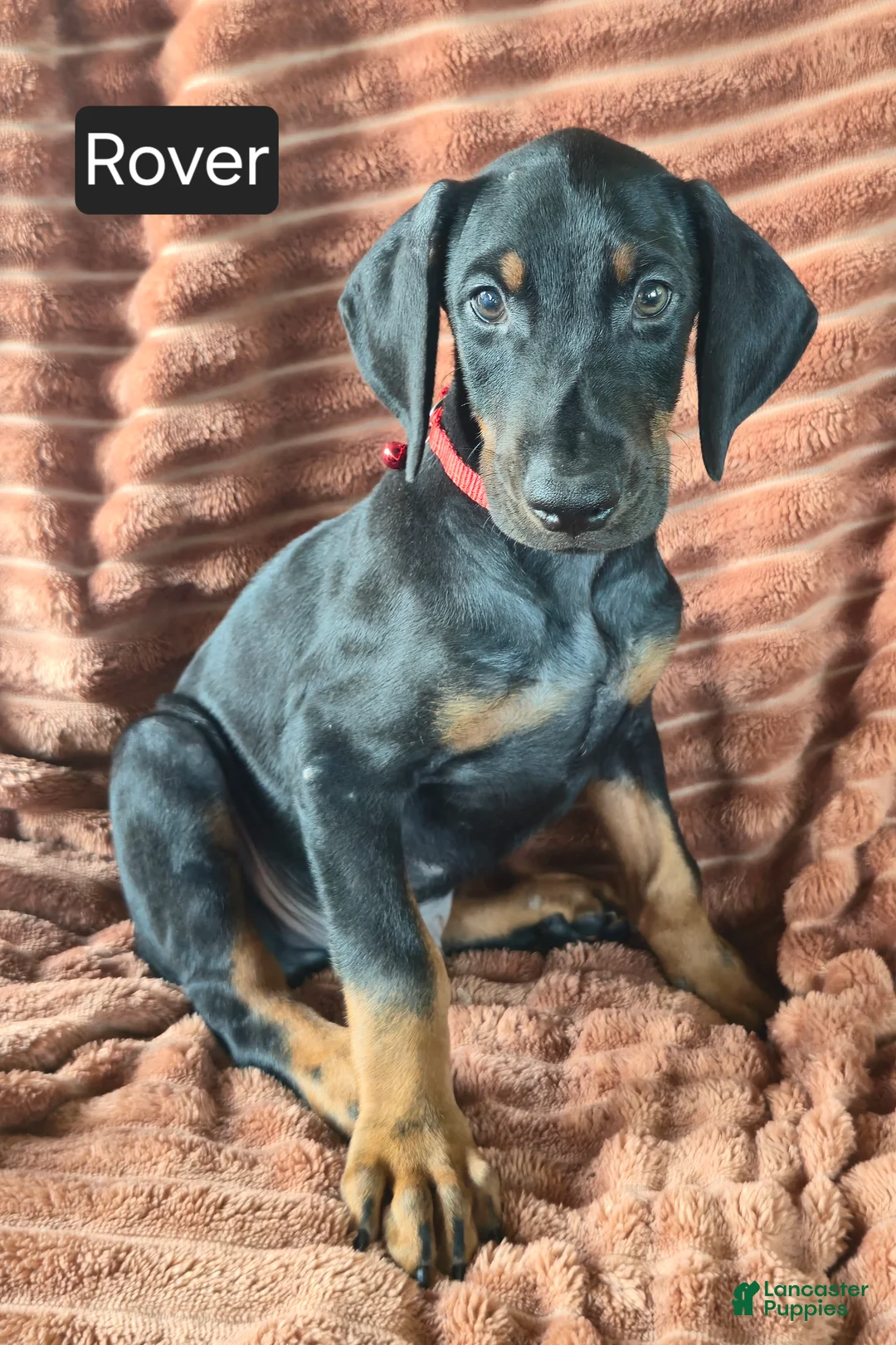 Doberman Pinscher dogs for sale: Rover - Ad 1