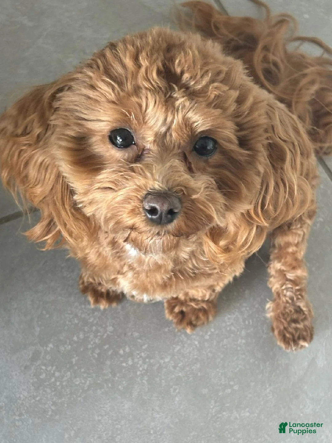 Maltipoo dogs for sale: Alex - Ad 4