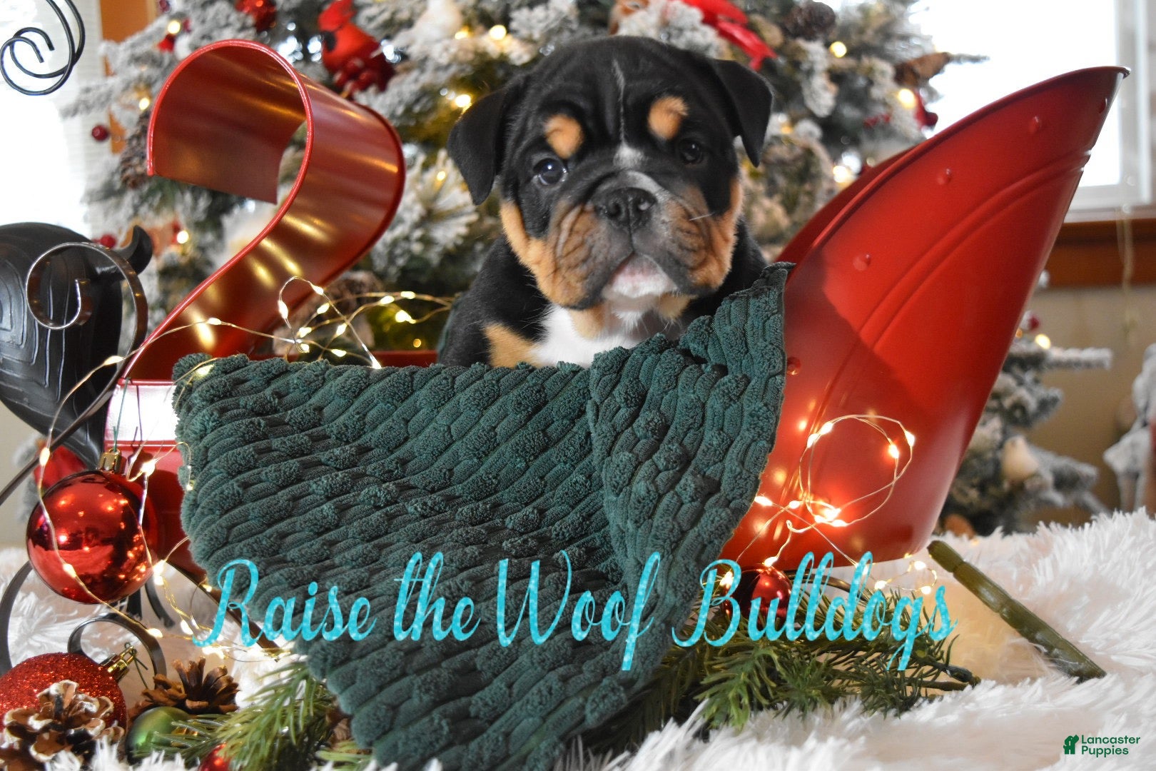 English Bulldog dogs Stanley - Ad 31