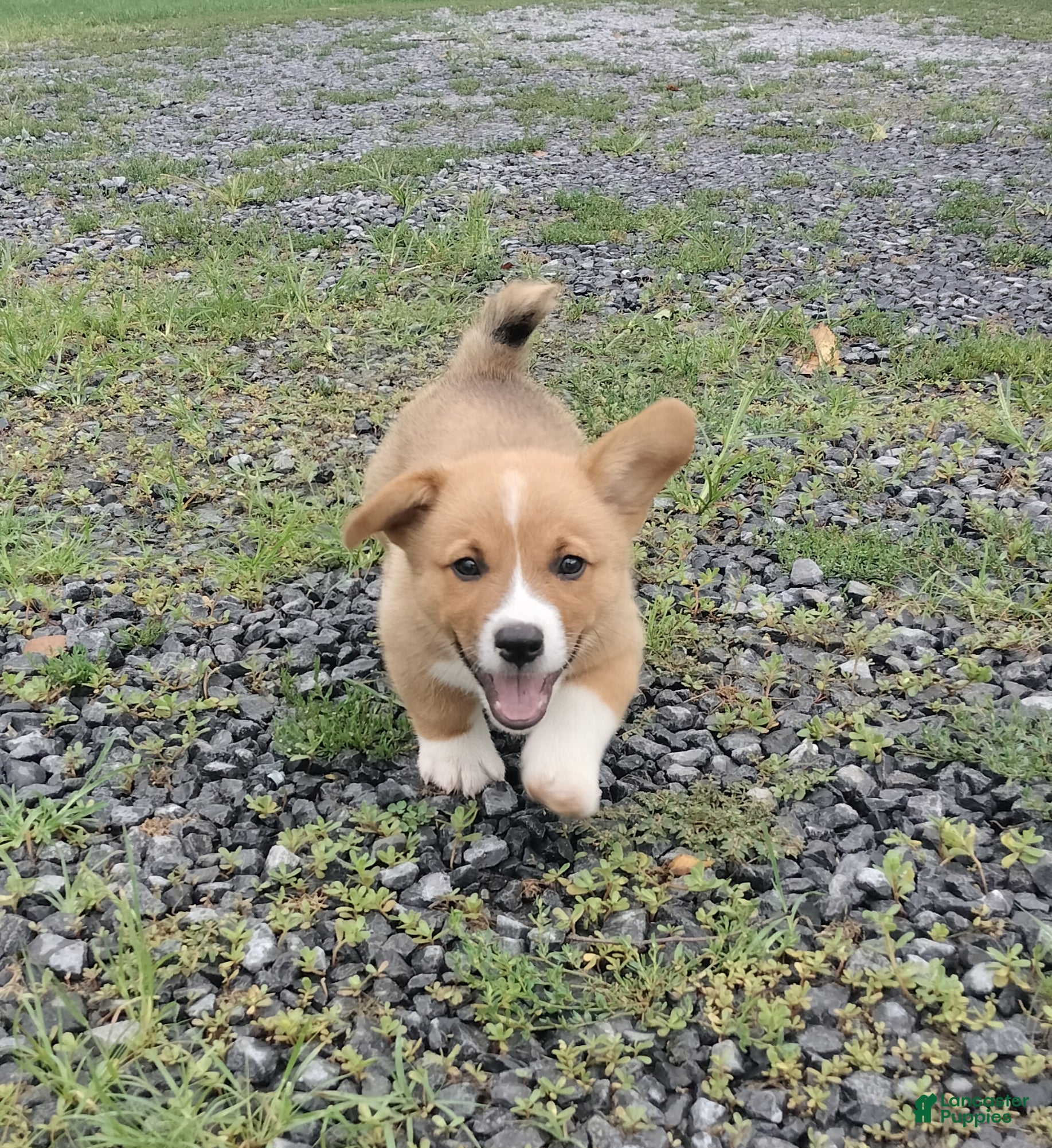 Welsh Corgi Pembroke dogs Makia - Ad 1