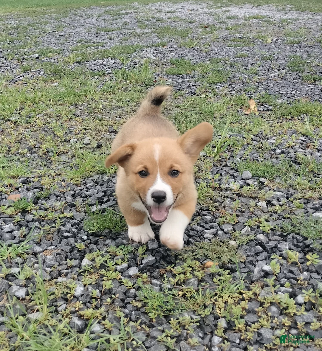 Welsh Corgi Pembroke dogs for sale: Makia - Ad 1