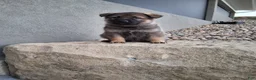 German Shepherd dogs for sale: Kobe - Ad 10