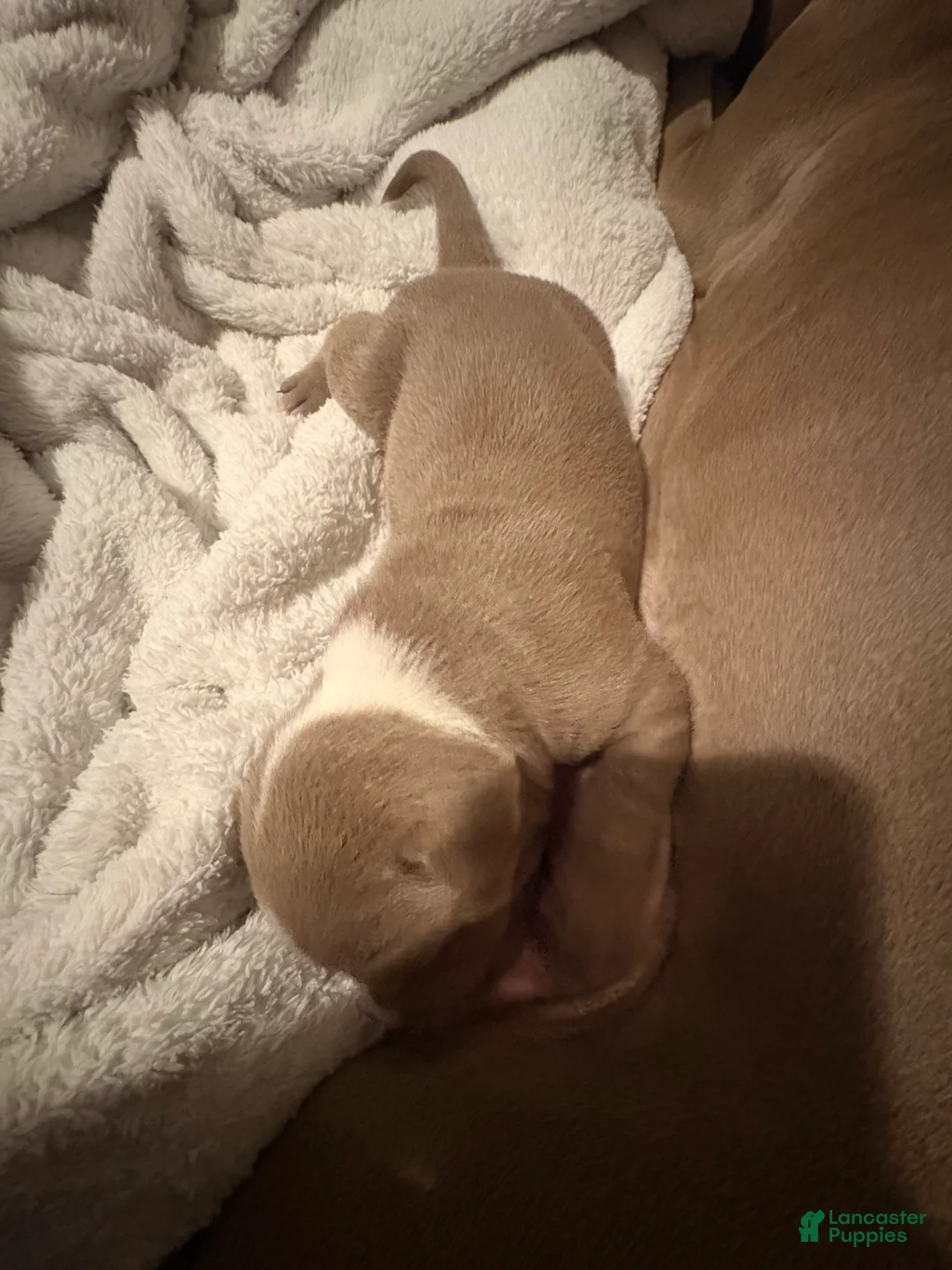 American Pit Bull Terrier dogs for sale: American Pit Bull Terrier Puppy 2 - Ad 2