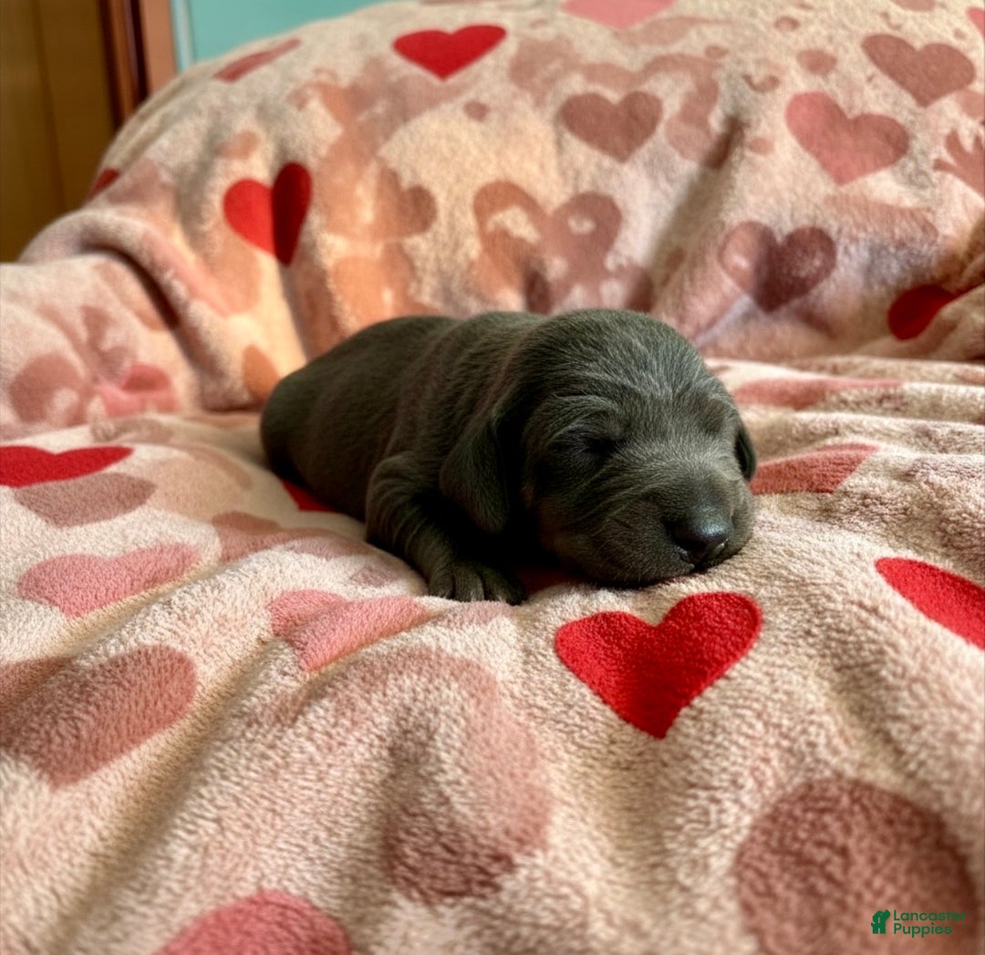 Doberman Pinscher dogs for sale: Esme Health tested parents!  - Ad 2