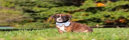Boxer dogs for sale: Benji - Ad 9