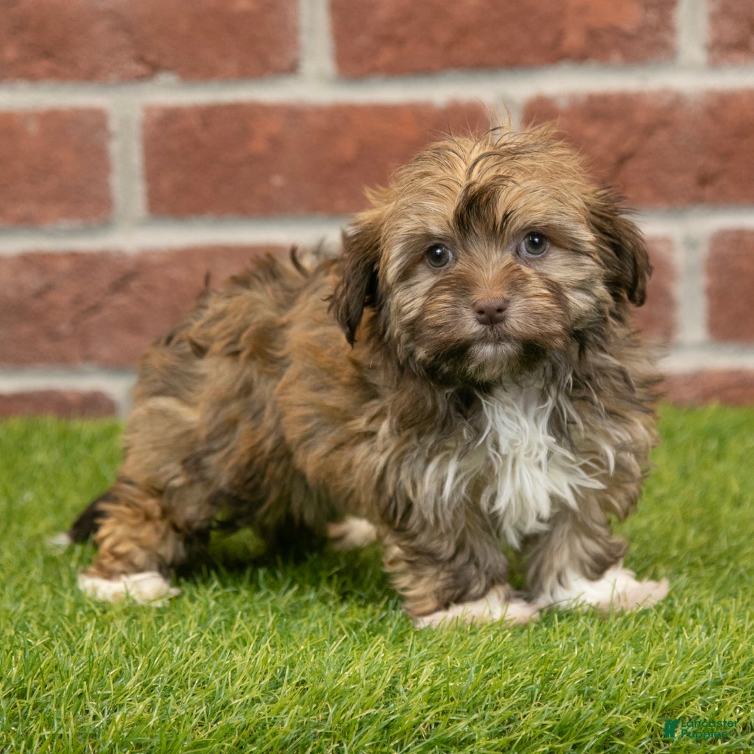 Havanese dogs for sale: Sabrina - Ad 4
