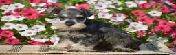Miniature Schnauzer dogs for sale: Ashley - Mini - Ad 4