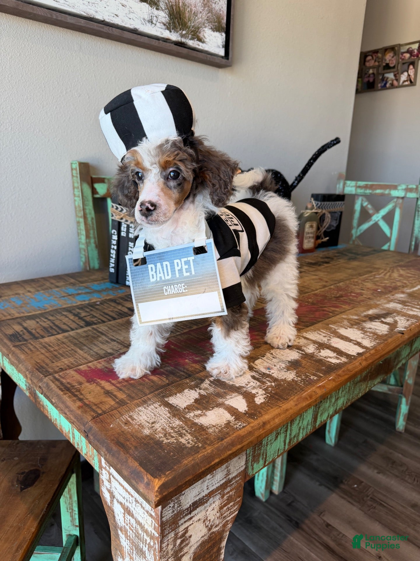 Miniature Poodle dogs for sale: Akc Clear 🧬 Tested Blue Merle  Phantom Parti- Bb - Ad 1