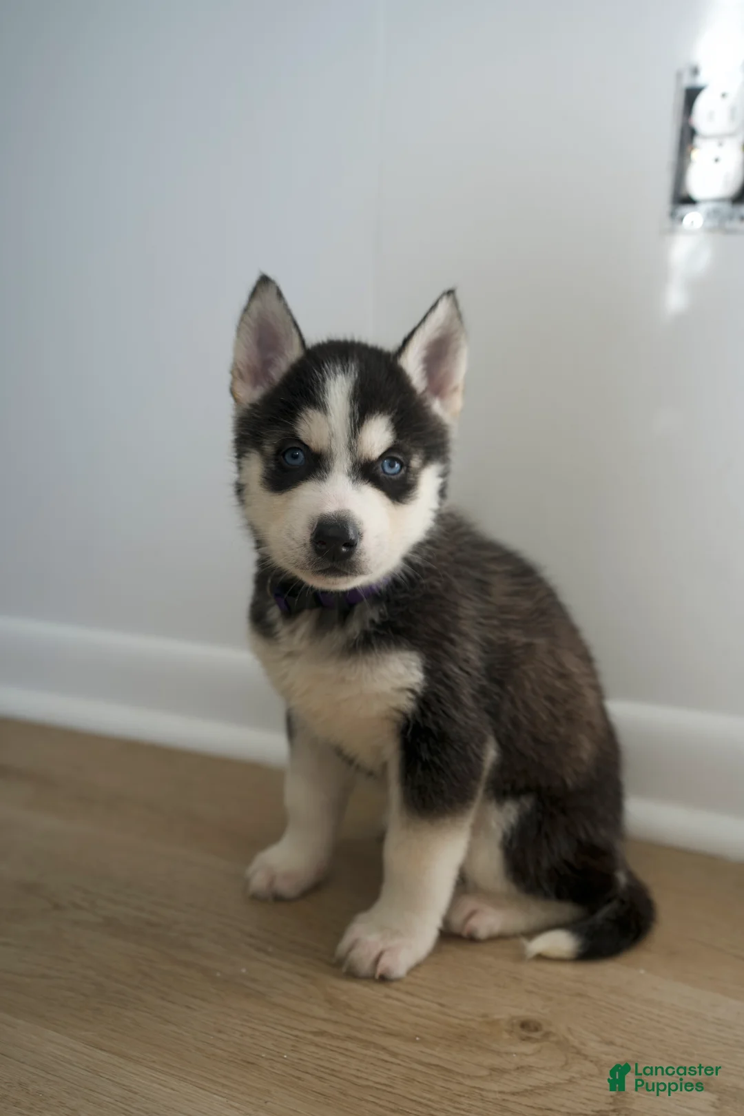 Mixed Breed dogs for sale: Thor - Ad 2