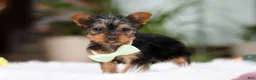 Yorkshire Terrier dogs for sale: Trevor - Ad 5