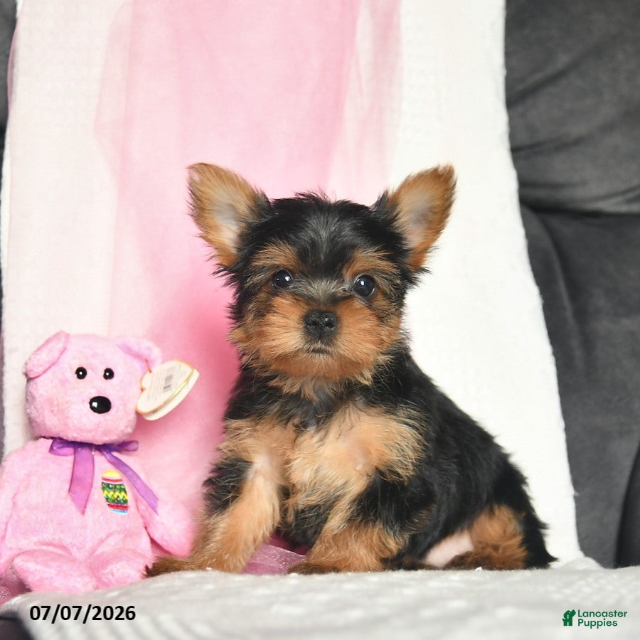 Yorkshire Terrier dogs Lizzy  - Ad 1