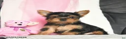 Yorkshire Terrier dogs for sale: Lizzy  - Ad 1