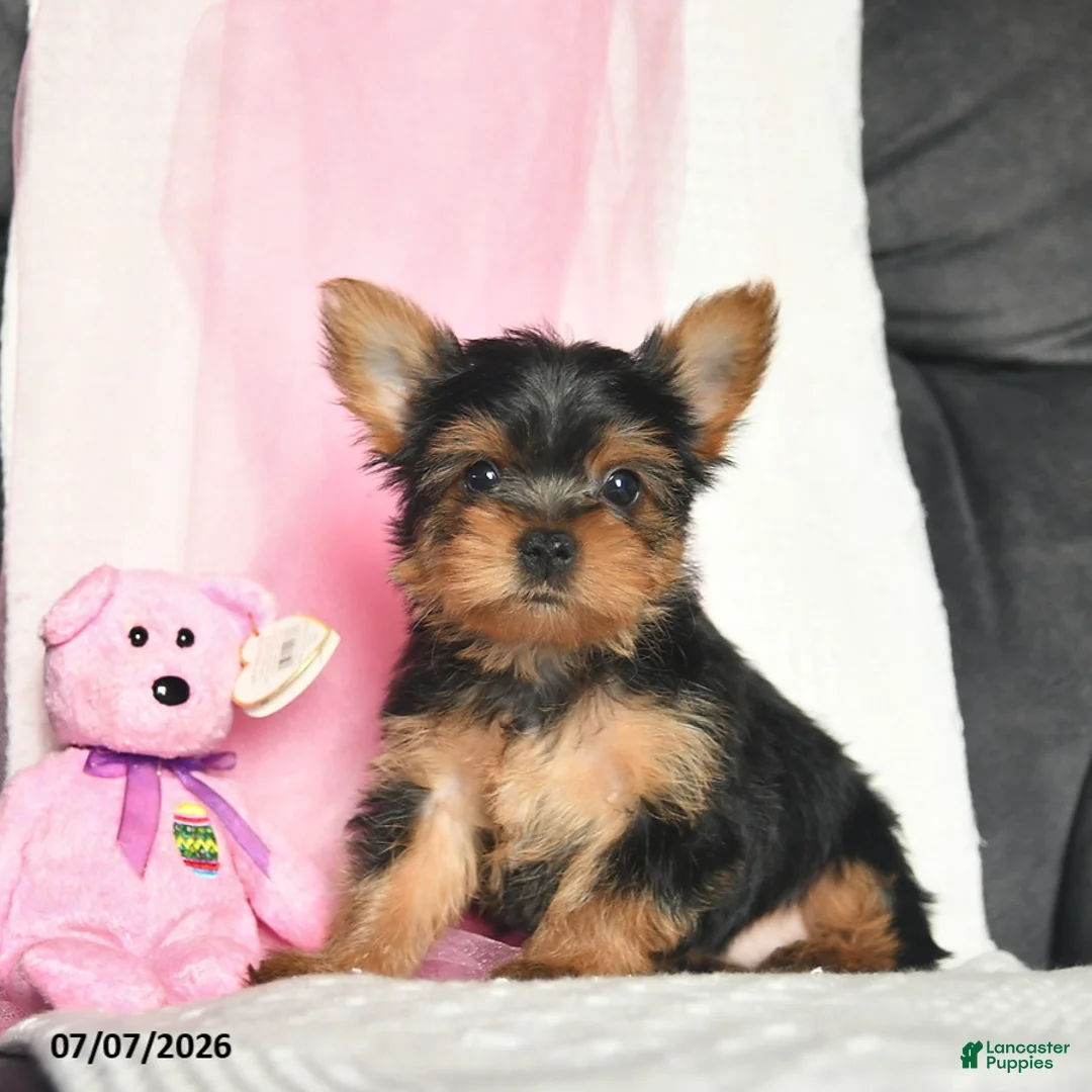 Yorkshire Terrier dogs for sale: Lizzy  - Ad 1