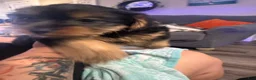 Yorkshire Terrier dogs for sale: Hemico - Ad 4