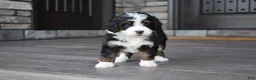 Mini Bernedoodle dogs for sale: Casey - Ad 3
