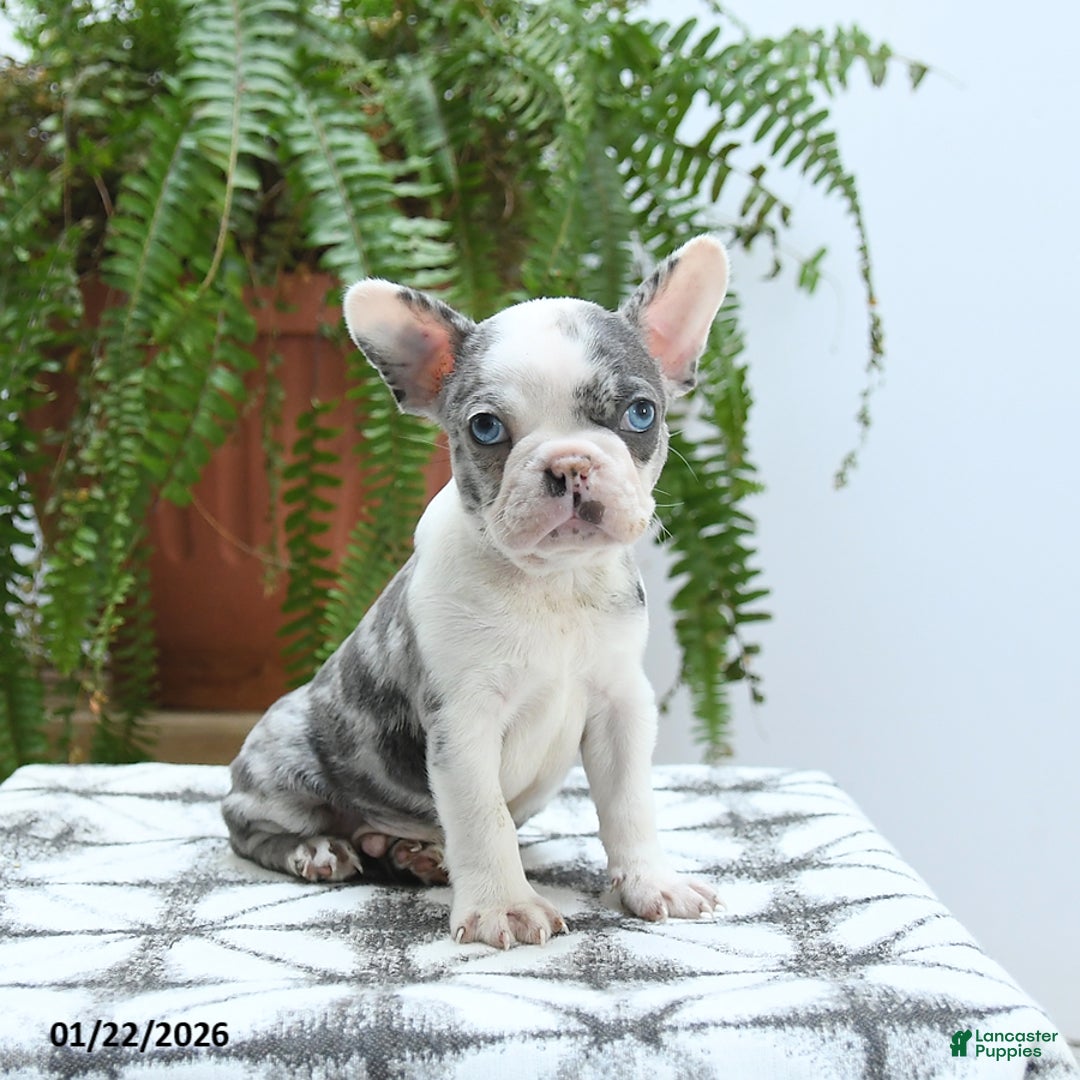 Boston Terrier dogs for sale: Jax - Ad 1