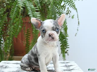 Boston Terrier dogs Jax - Ad 13