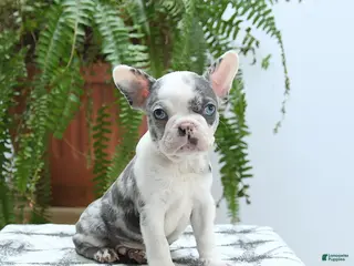 Boston Terrier dogs Jax - Ad 23