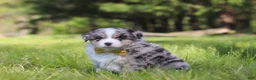 Australian Shepherd dogs for sale: Chase - Ad 4