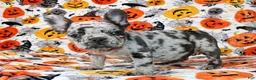 French Bulldog dogs for sale: Peppa - Ad 2