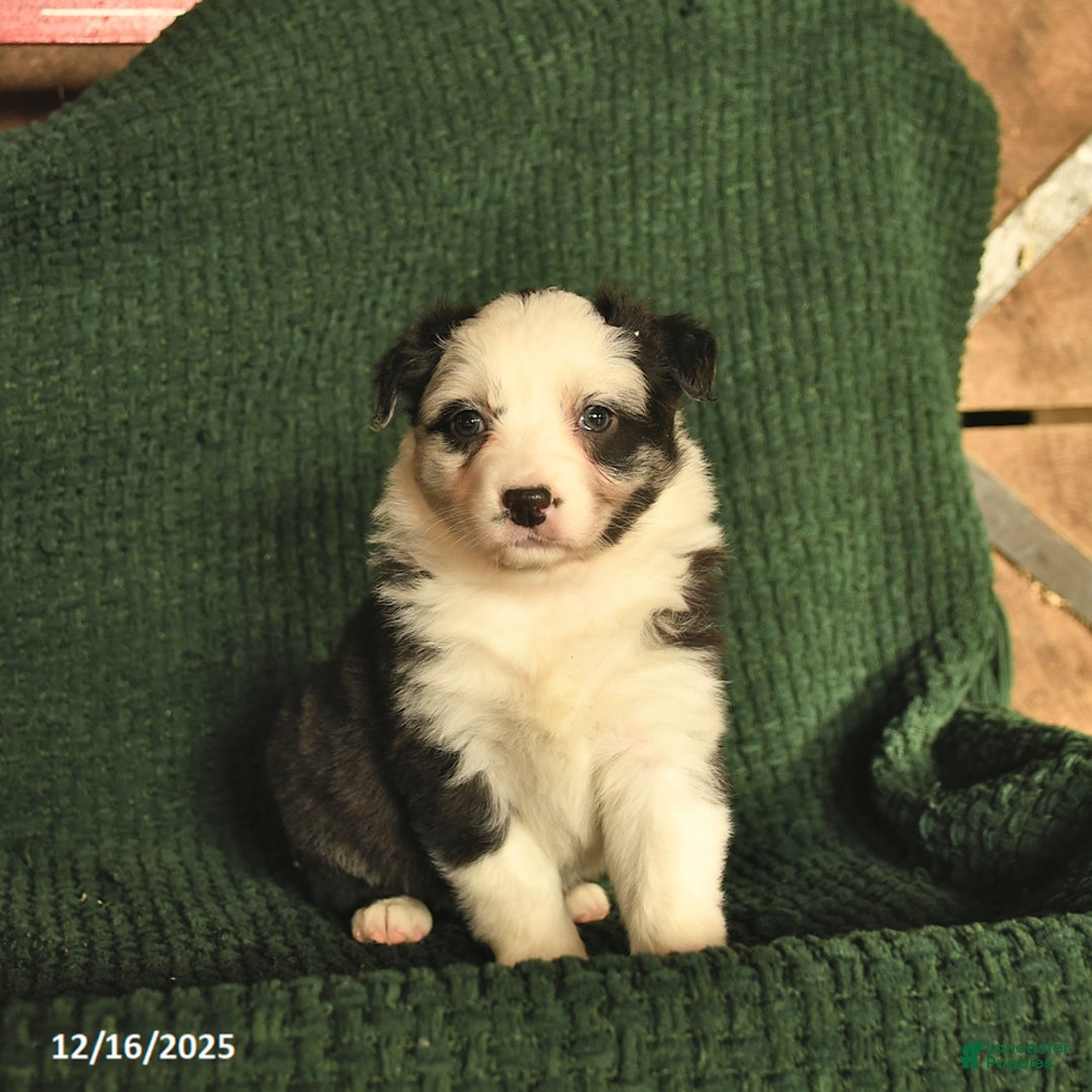 Australian Shepherd dogs for sale: Carli  - Ad 3