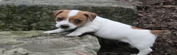 Jack Russell Terrier dogs for sale: Benji - Ad 3