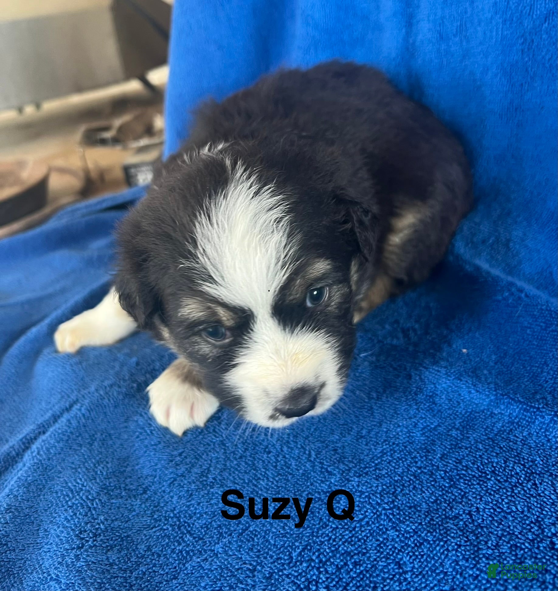 Australian Shepherd dogs for sale: Suzy Q - Ad 1