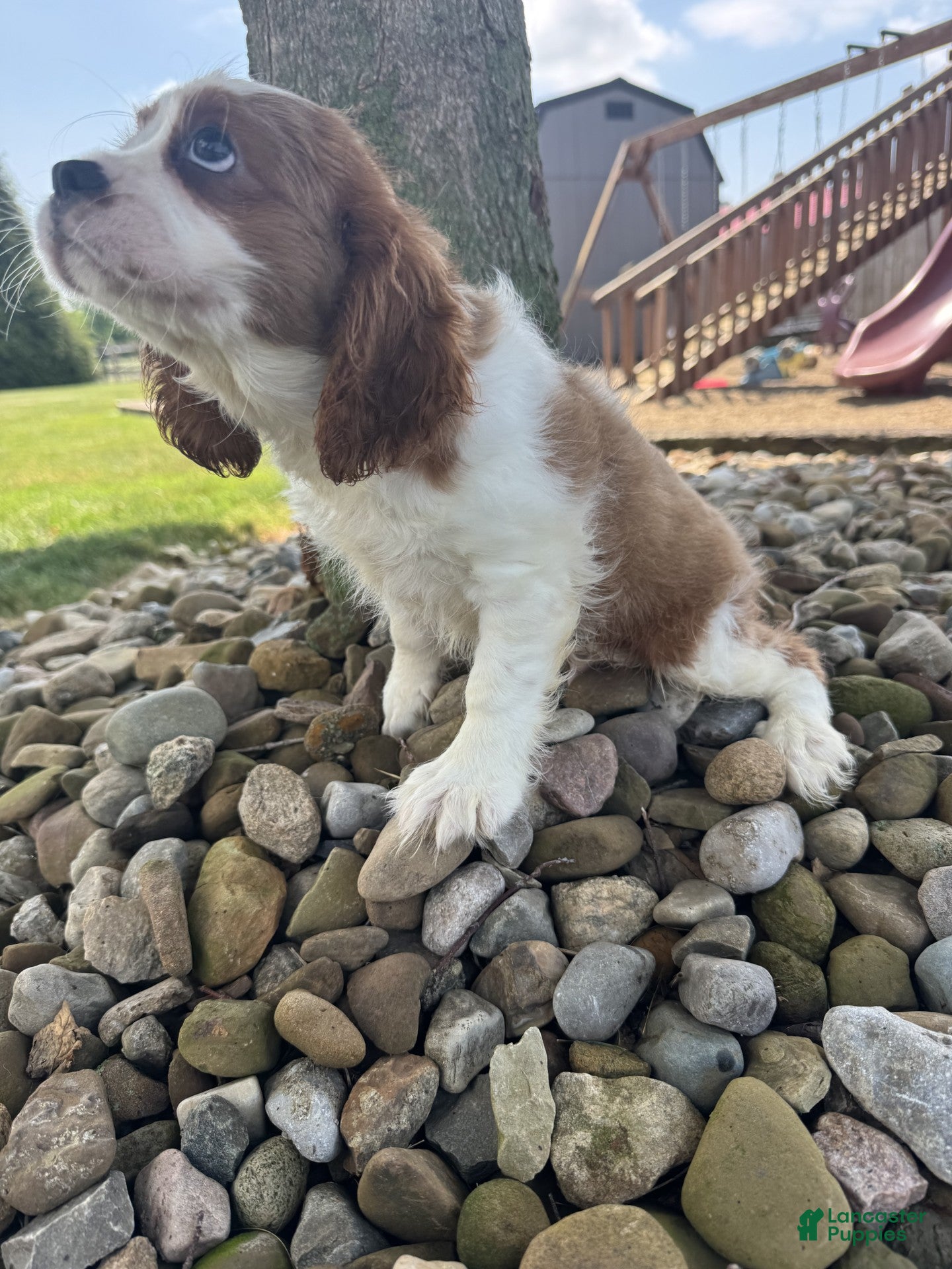 Cavalier King Charles Spaniel dogs River - Ad 2