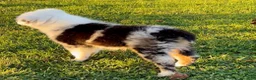 Australian Shepherd dogs for sale: Blue - Ad 8