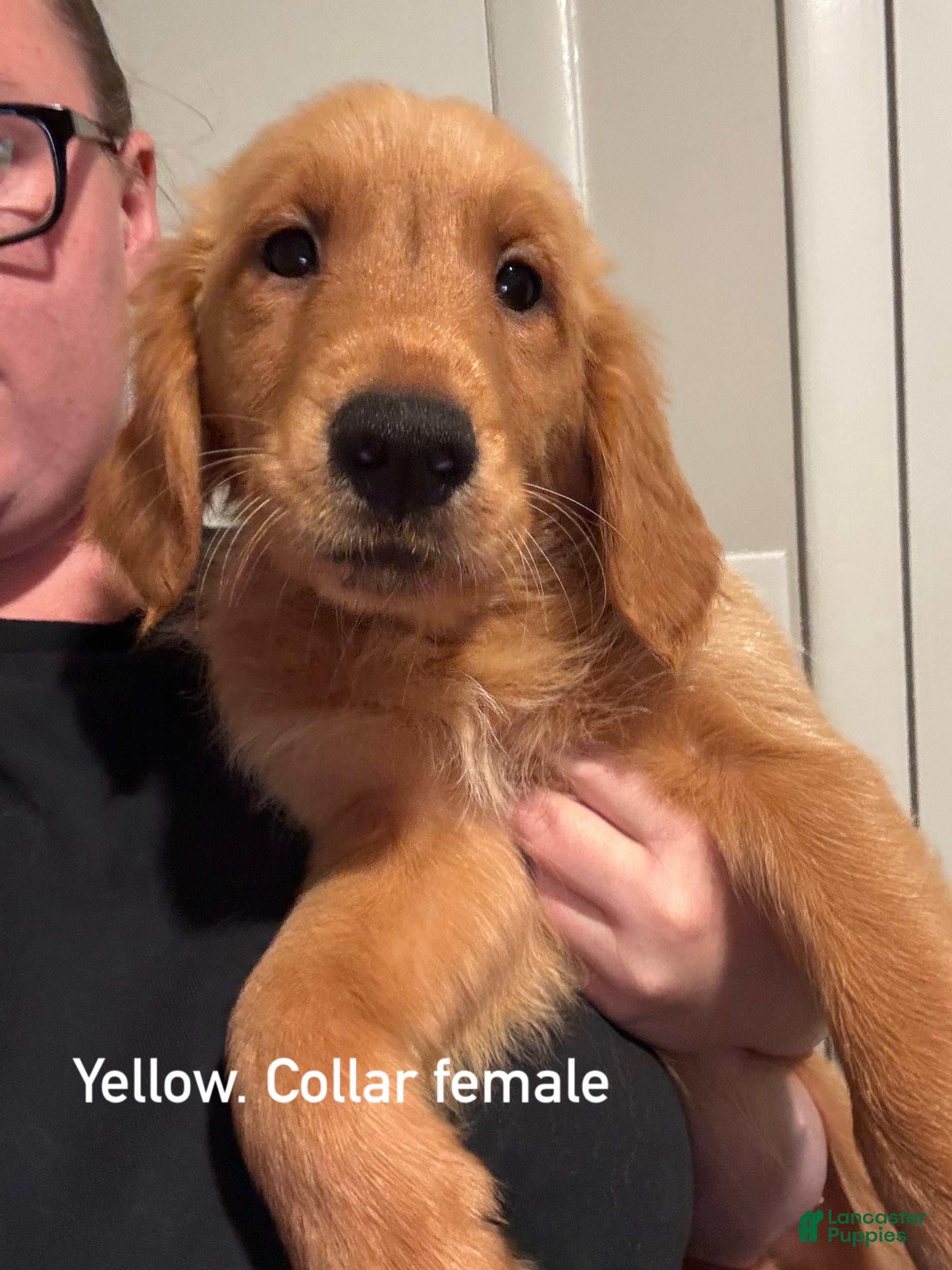 Golden Retriever dogs for sale: Yellow collar Golden Retriever 4 - Ad 34